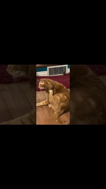 Itchy kitty #gingercat #cute #shorts