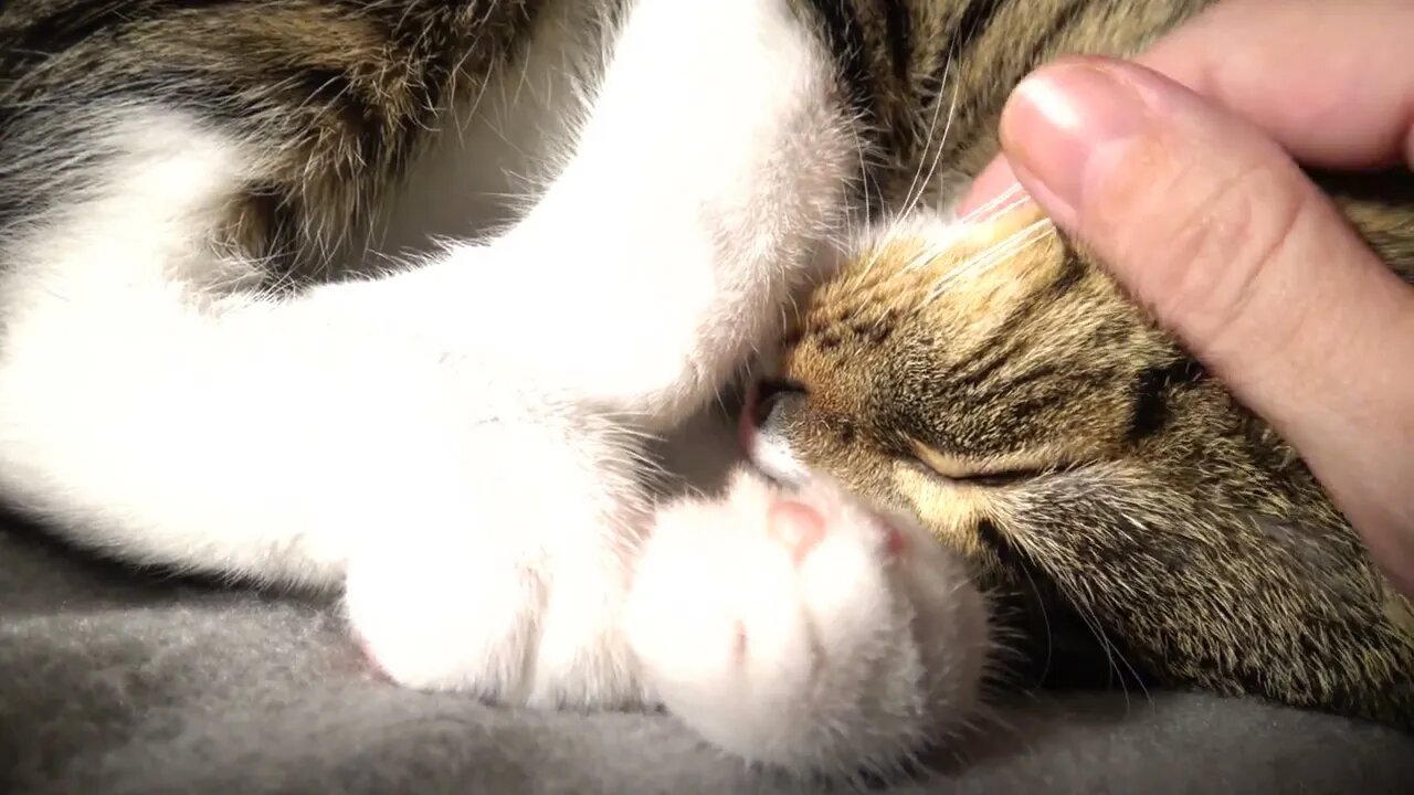 Purring Cat Has a Soft Fur