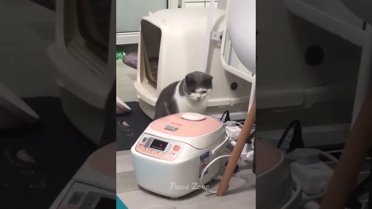 You laugh, You lose 😂 Funniest Animals