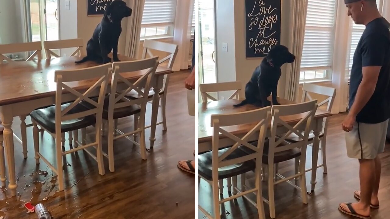 Troublesome Dog Jumps On Table, Makes A Huge Mess