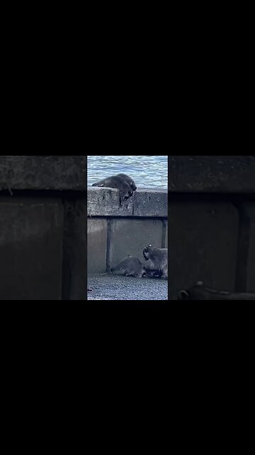 Baby Raccoons #vancityadventure #overlanding #vancity