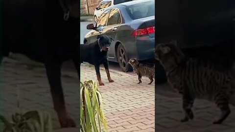 O CACHORRO ARREGOU 😂😂