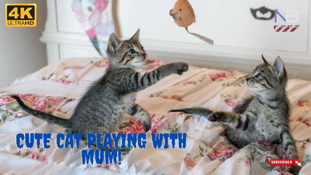 Cat Playing With Mum, ||Cute Cat Playing, ||Cute Cat...............