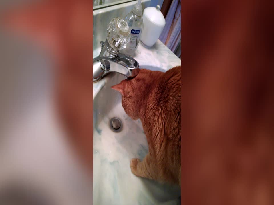 Funny Cat Tries to Fight Water