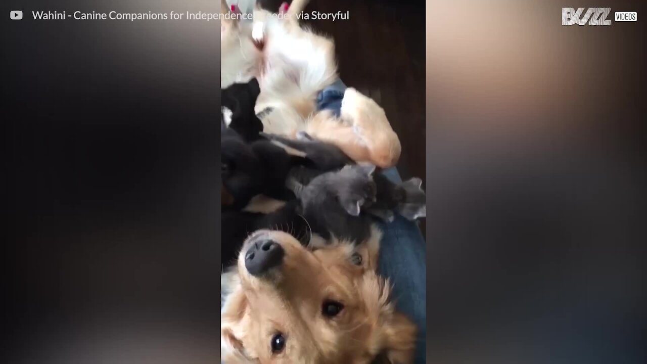 Ce golden retriever est "attaqué" par une portée d'adorables chatons