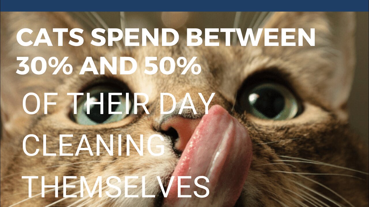 Cats spend from 30% to 50% of their day cleaning themselves