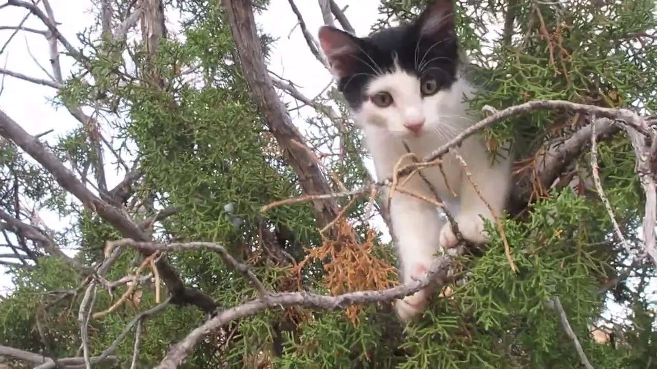 Our Cats #105 #shorts – Kitten Panqueeñou Climbs on Juniper Tree