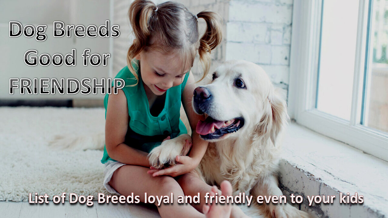 Top 10 Most Friendly Dog Breeds In The World 2020