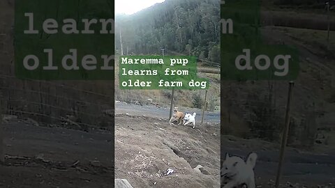 Farm surveillance. Maremma pup and older farm dog