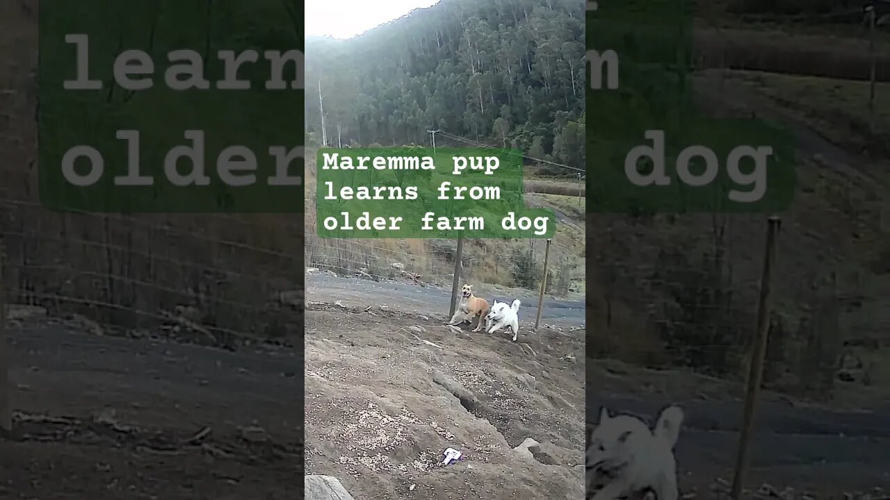 Farm surveillance. Maremma pup and older farm dog