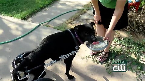 Gil the Wonderpup survived against all odds. Now, he's looking for a forever home.