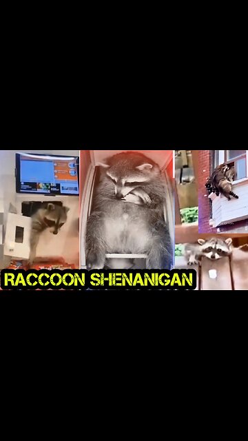 Raccoon Shenanigans
