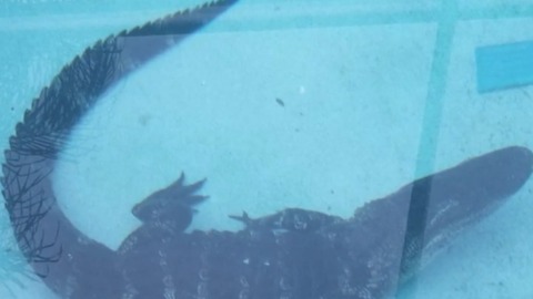 Boca Raton family finds 8-foot alligator in pool