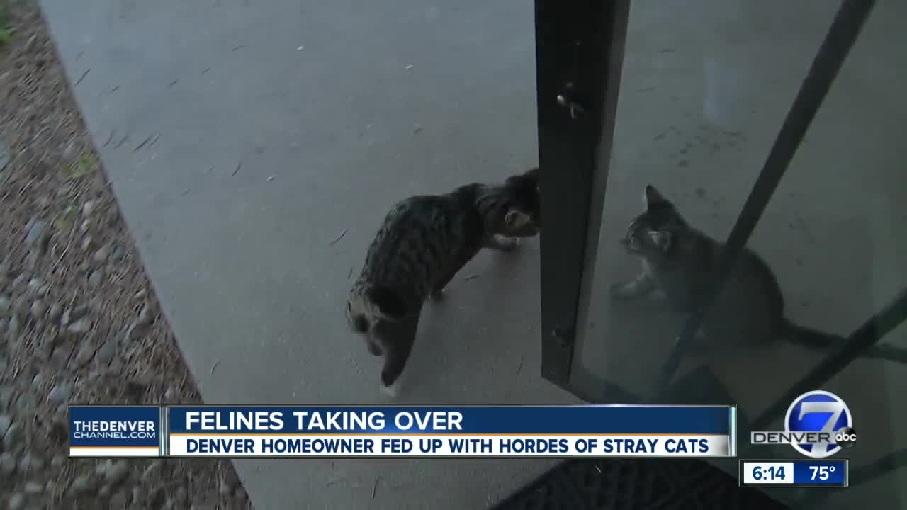 Denver woman says no one will pick up her feral cats