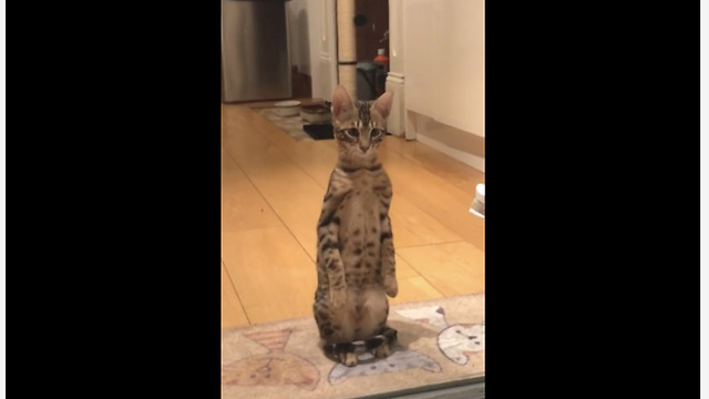 Cat Pulls Off Flawless Impression Channeling Her Inner Meerkat