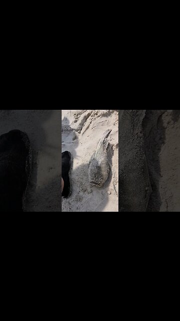 WTF IS THIS BEAST FISH!!!$#@????