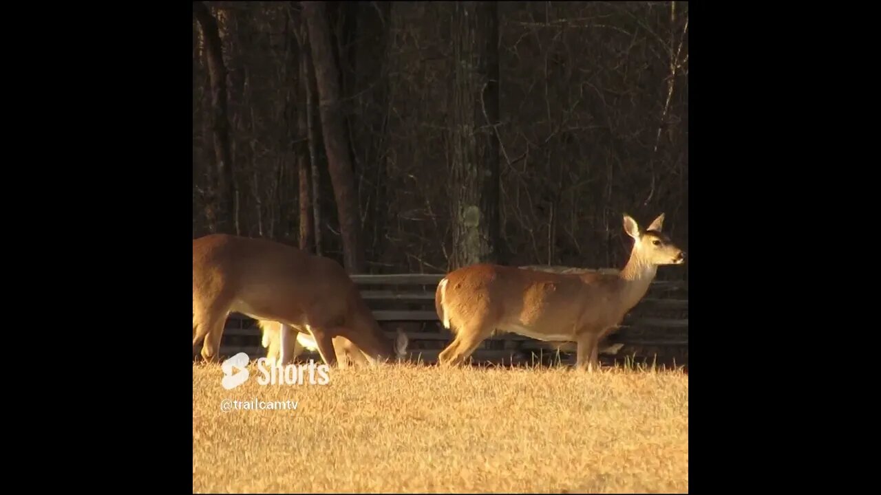 Herd of Georgia Deer