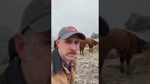 Keeping cattle fed during this #icestorm ! #cattle #farm #farmlife #ranch #ranchlife #calf #cow #hay
