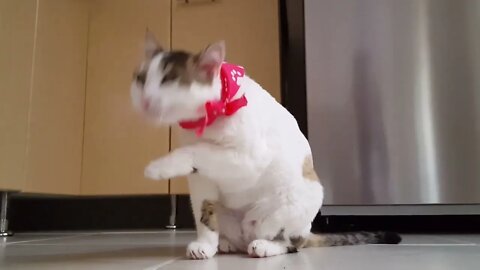 Cat Cleaning Itself