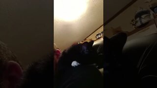 kitty is shoulder napping #shorts #shortsvideo #shortsfeed #youtubeshorts