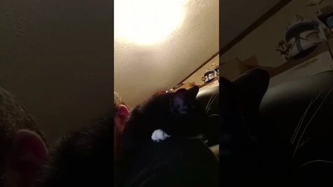 kitty is shoulder napping #shorts #shortsvideo #shortsfeed #youtubeshorts