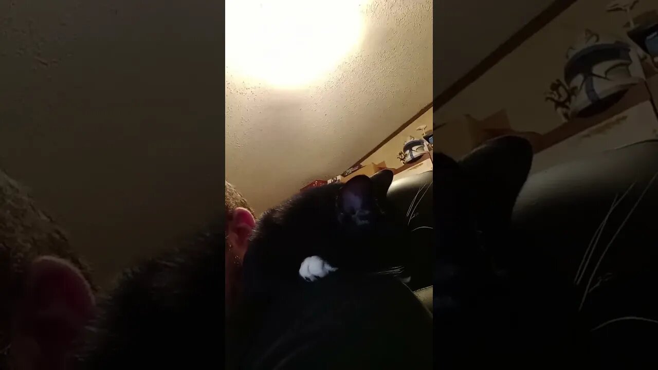 kitty is shoulder napping #shorts #shortsvideo #shortsfeed #youtubeshorts