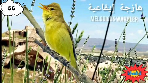 (Suite) 26 types de sons de chants d'oiseaux