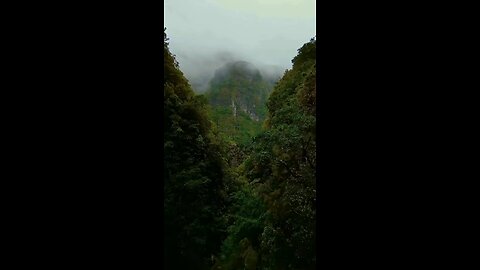 Into the jungle 🍃 #madeira #madeiraisland #portugal #islandlife