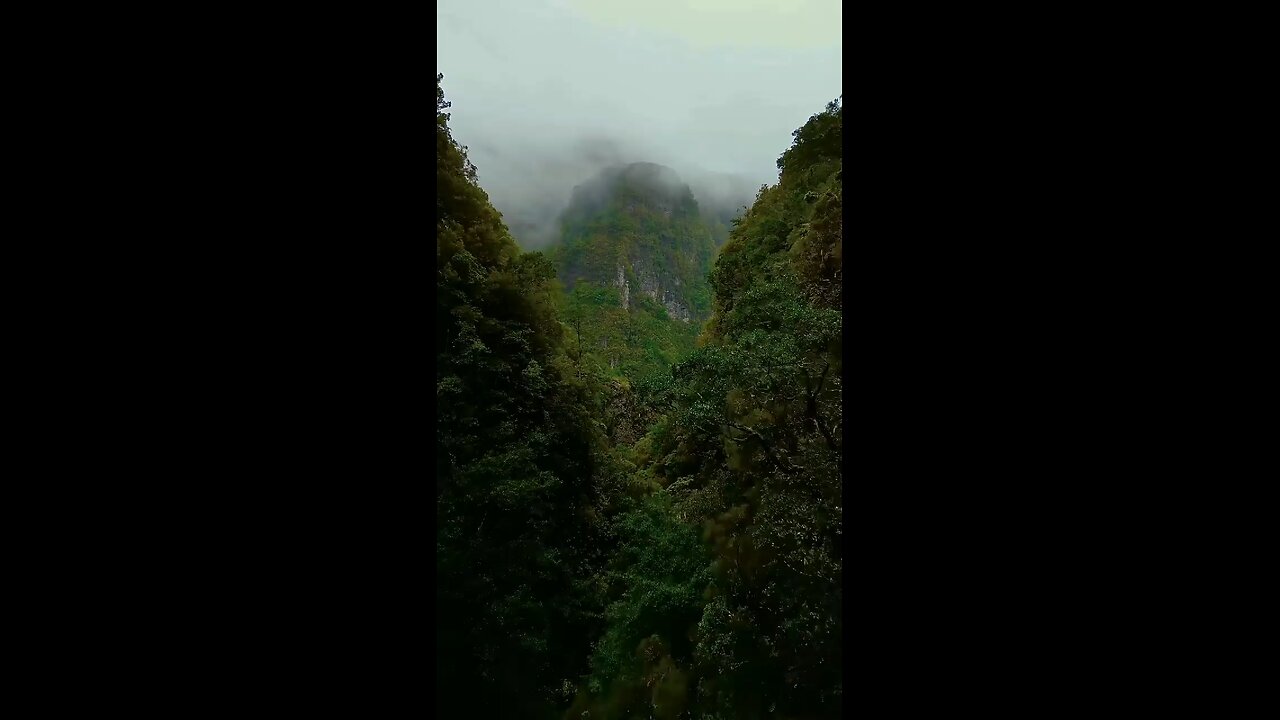 Into the jungle 🍃 #madeira #madeiraisland #portugal #islandlife
