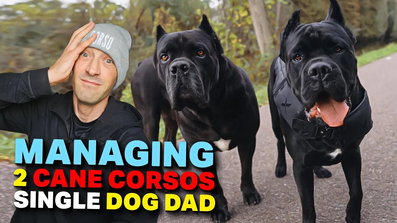 Managing 2 Cane Corsos Single Dog Dad - 400k THANK YOU