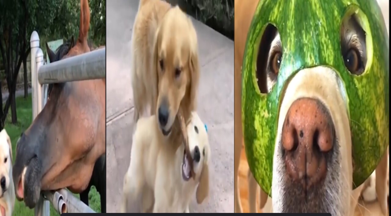 Funniest & Cutest Puppies, Funny Puppy Videos