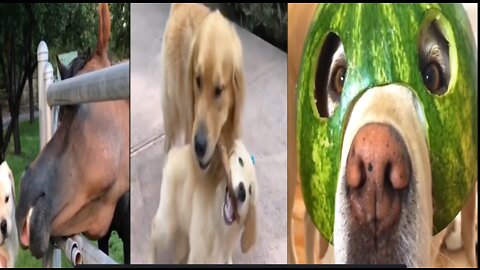 Funniest & Cutest Puppies, Funny Puppy Videos