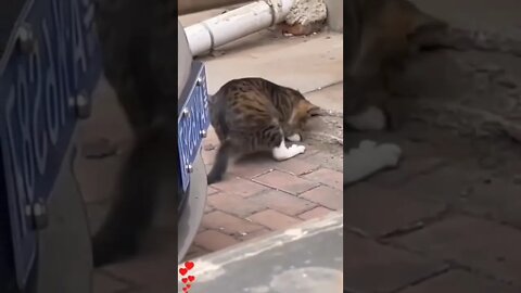 قط يصيد فأر cat hunting a mouse