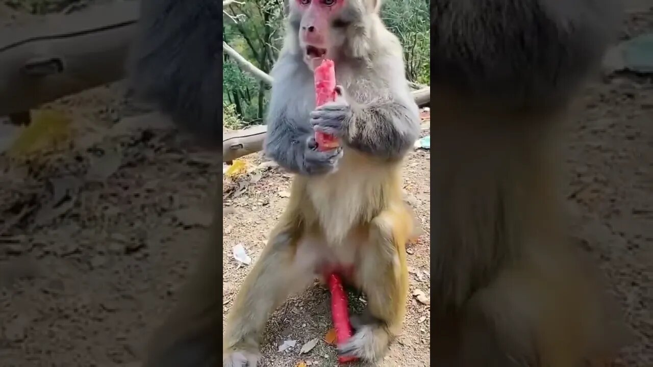 Monkey funny video || cute 🐵 monkey, cat funny video shorts, animal funny videos 2022 #short