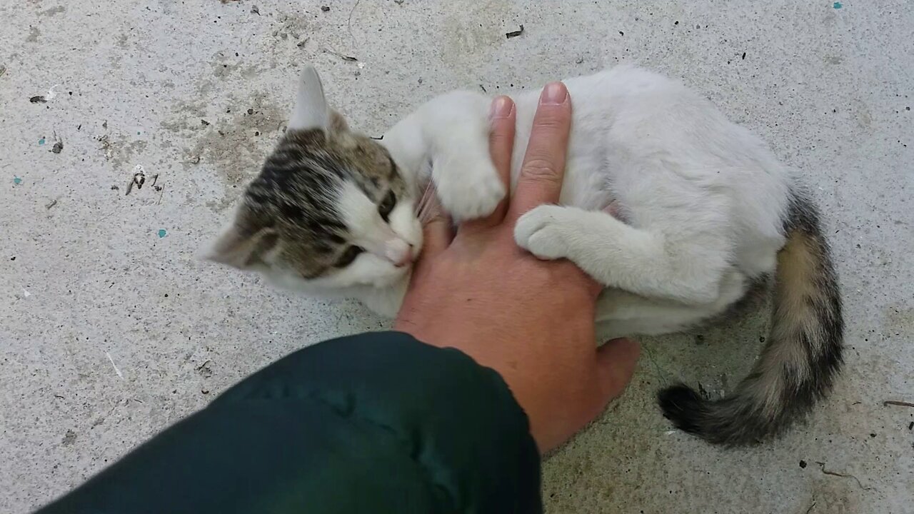 A white cat that likes to pat her belly(59day old cat - part3)