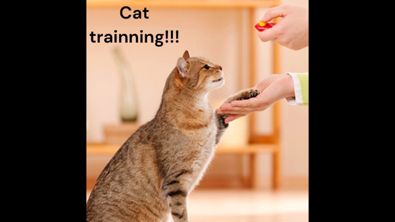 30 Tricks To Teach Your Cat