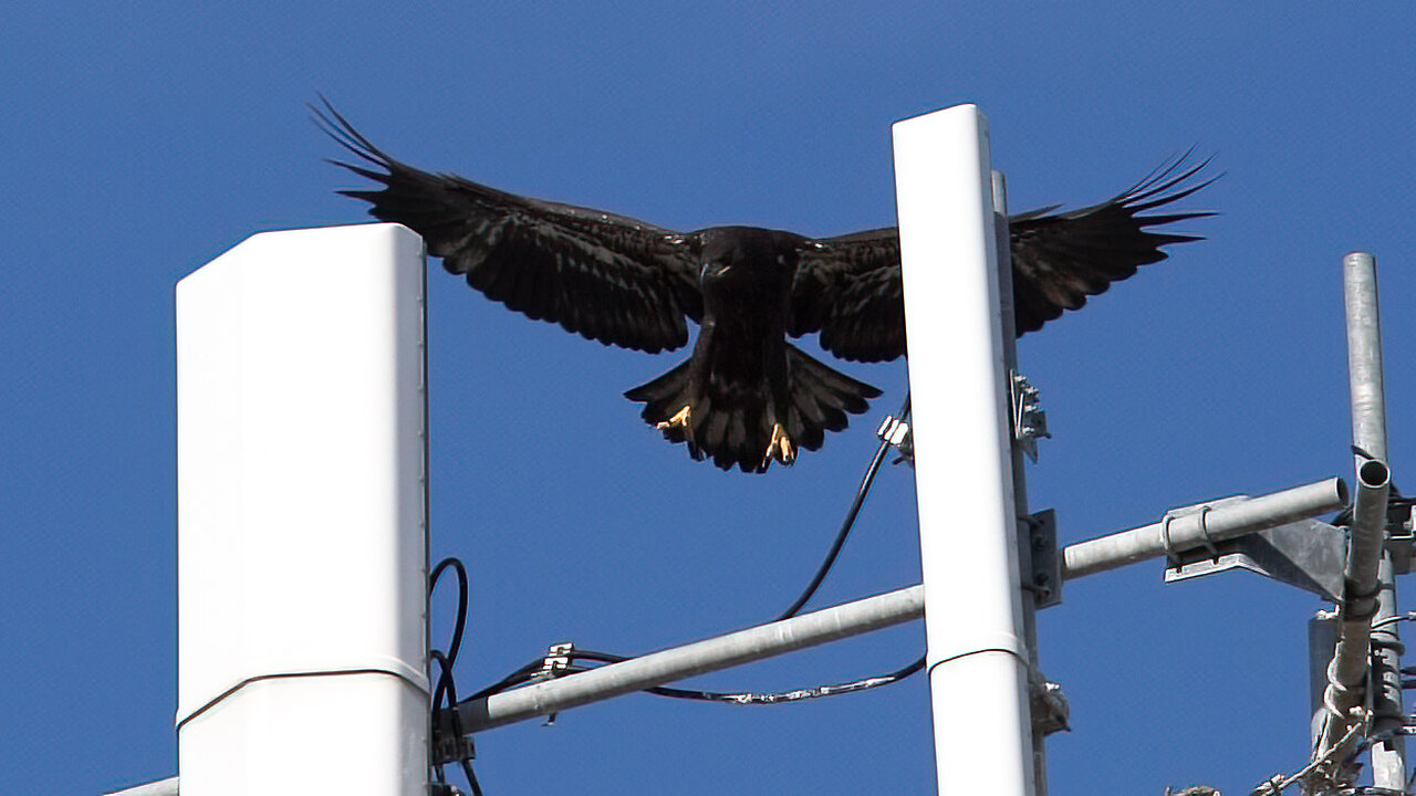 Eagle Fledglings Are Ready to Fly