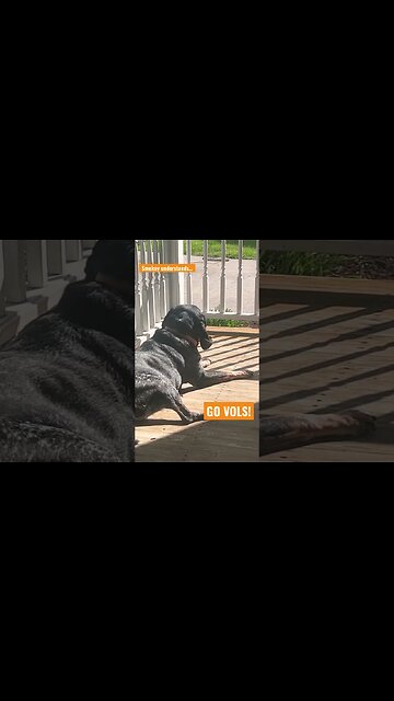 BlueTick laying in the ☀️ thinking about the Big 🍊! #Tennessee #Shorts #Dog #shortsvideo