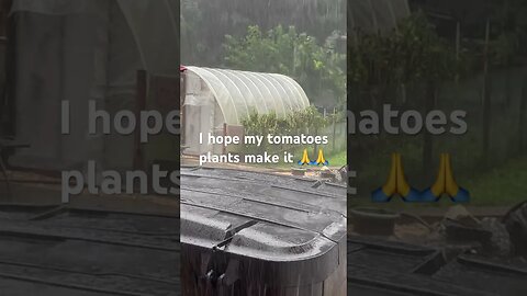 Tornado Warning For New England ! Will My Tomato’s Make it ?