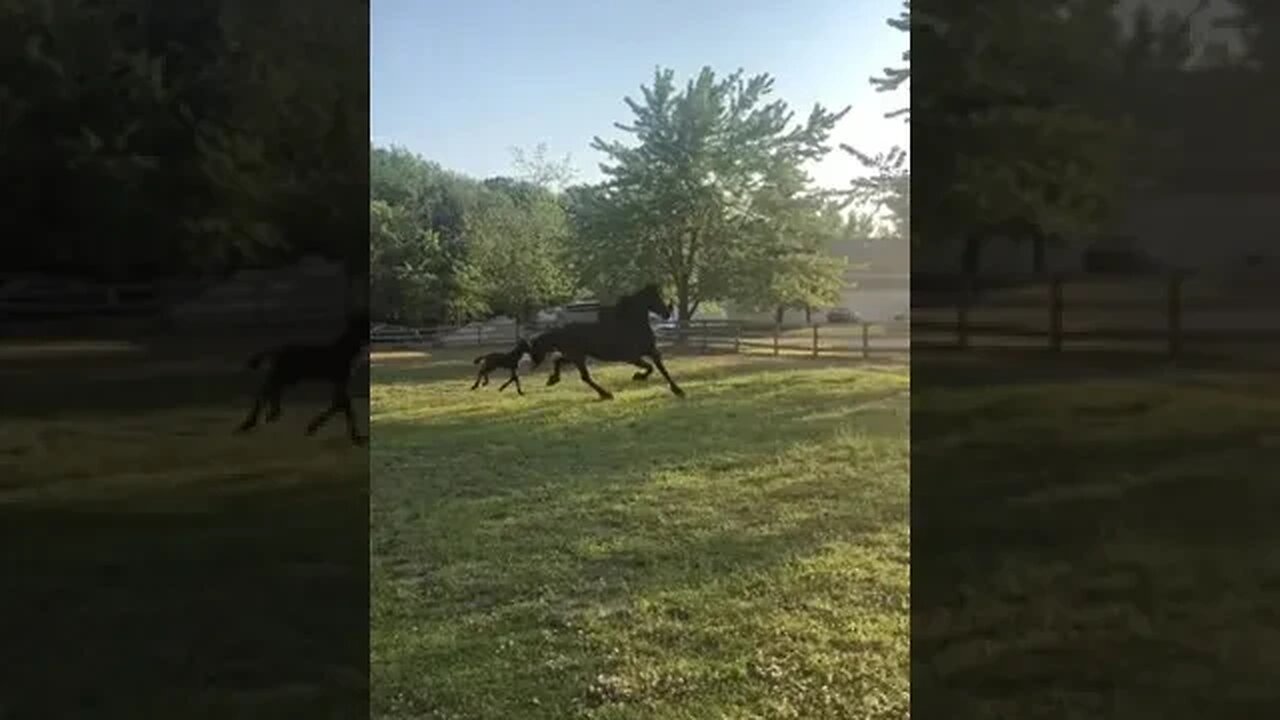 Training process 🐎