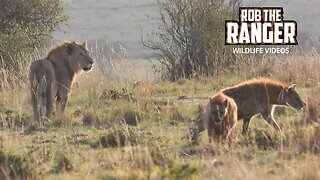 Young Lions Surrounded By Hyenas | Maasai Mara Safari | Zebra Plains