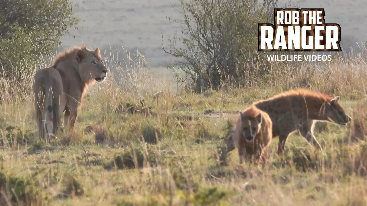 Young Lions Surrounded By Hyenas | Maasai Mara Safari | Zebra Plains