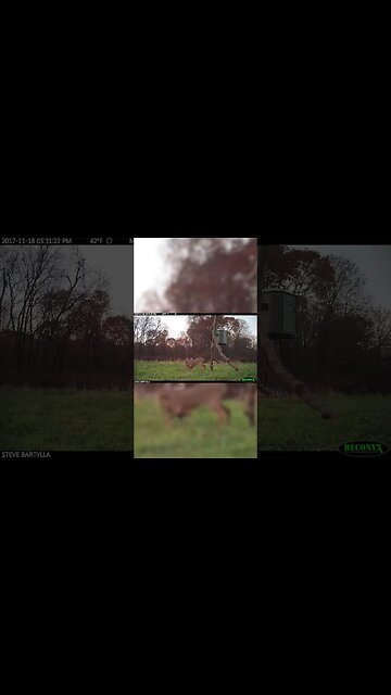 Bucks sparing caught on trail cam #shorts #deer #deerhunting