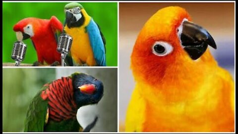 FUNNY PARROTS |❤| Funny BIRDS Compilation Videos 2021