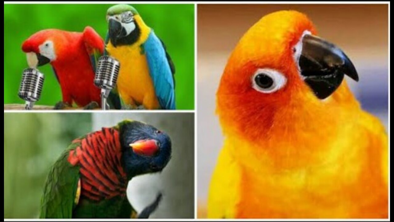 FUNNY PARROTS |❤| Funny BIRDS Compilation Videos 2021