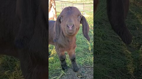 Cute baby goats #shorts #babyanimals