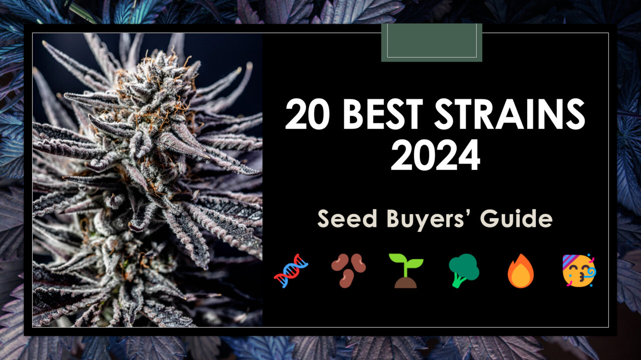 20 Best Strains in 2024: Seed Buyers' Guide