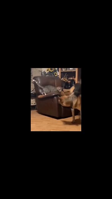 #youtubeshort #brooklynbridge #roblox #cat #ytshorts how cat & dog fighting for chair as human