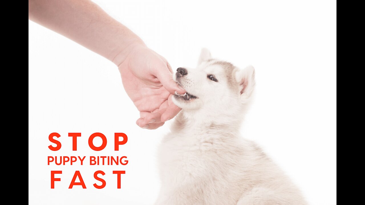 How To Stop Your Puppy Biting