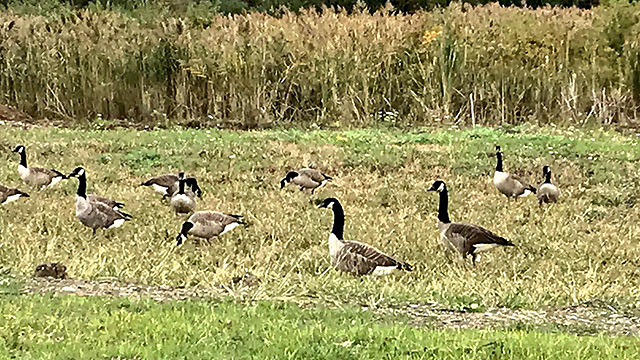 Lorain Port Authority hires "goose dog" to deal with Canada geese problem